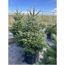 Ялиця Нордмана / кавказька 140-160  см